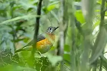 Photo of a dark-backed, orange-bellied bird standing on the ground