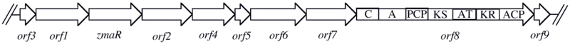 Gene organization of the Zwittermicin A biosynthetic cluster.