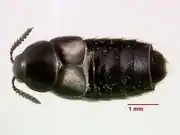 Aleochara lata