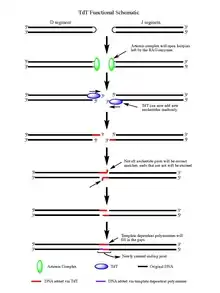 This image shows the mechanism explained in the article.